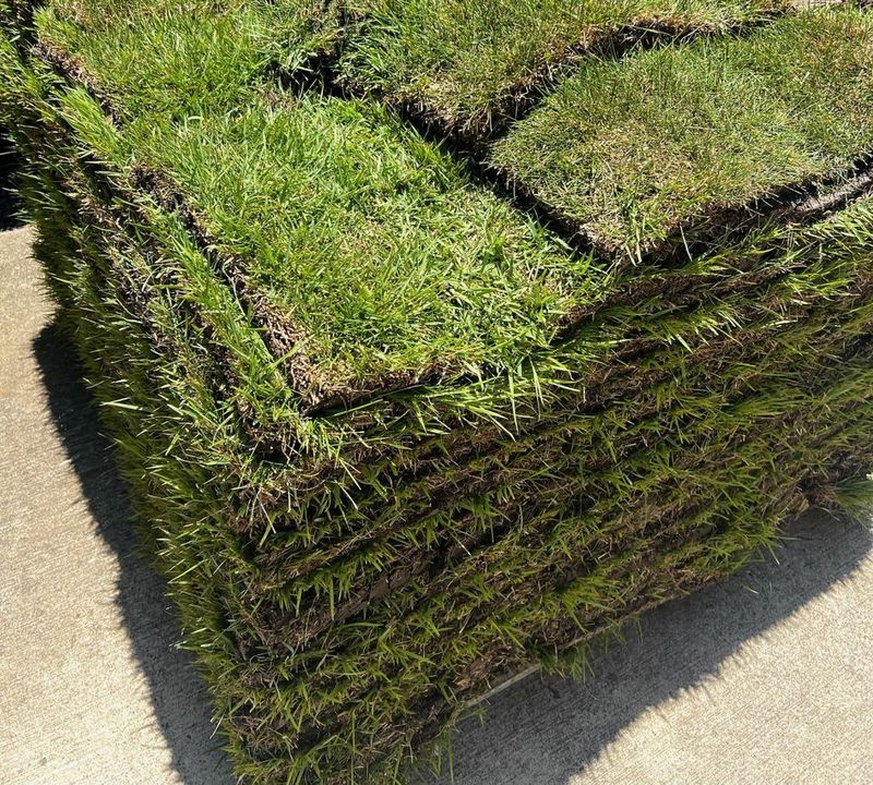 Zoysia Sod