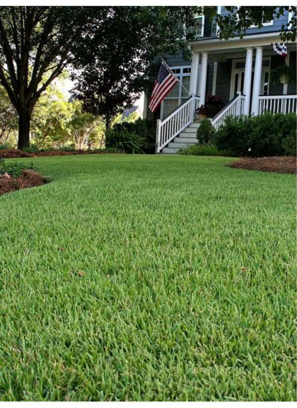 Zoysia Sod