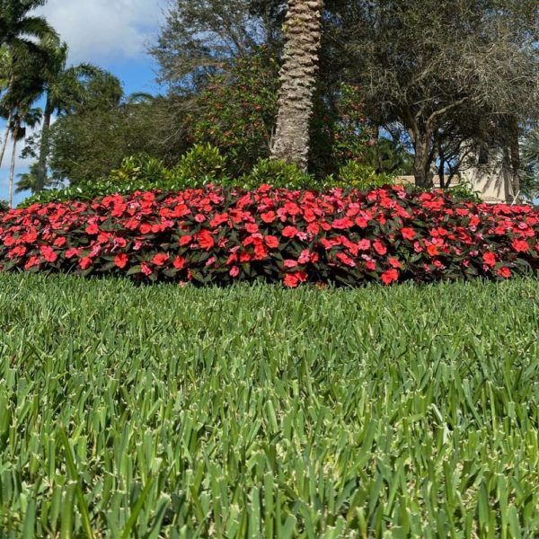 Citrablue Sod
