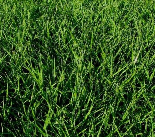 Bahia Sod