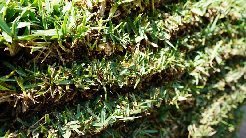 Citrablue Sod