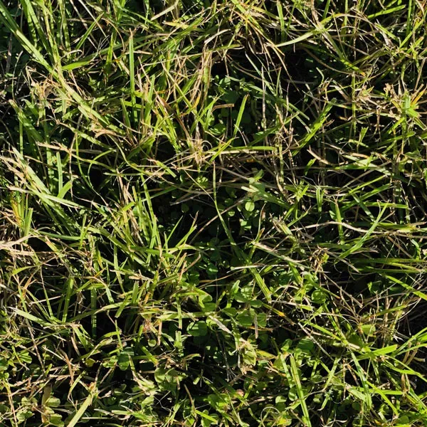 Bahia Sod