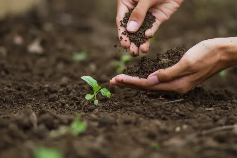 Potting Soil