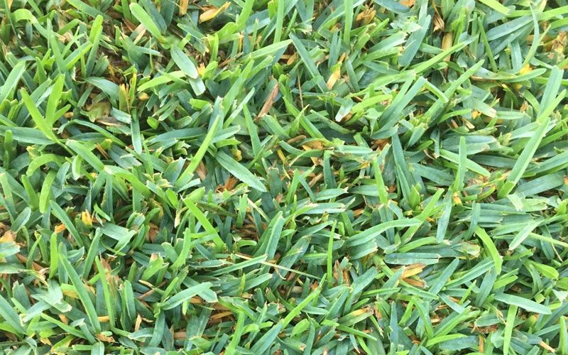 St. Augustine Sod