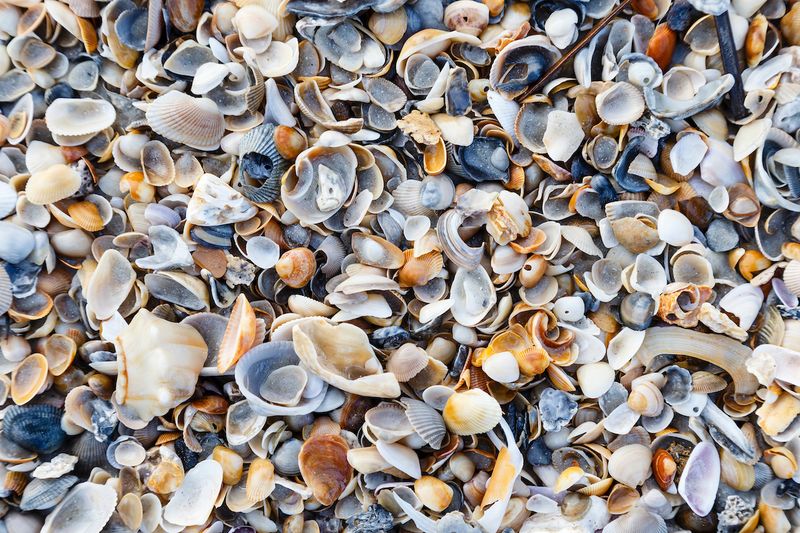 Washed Shells