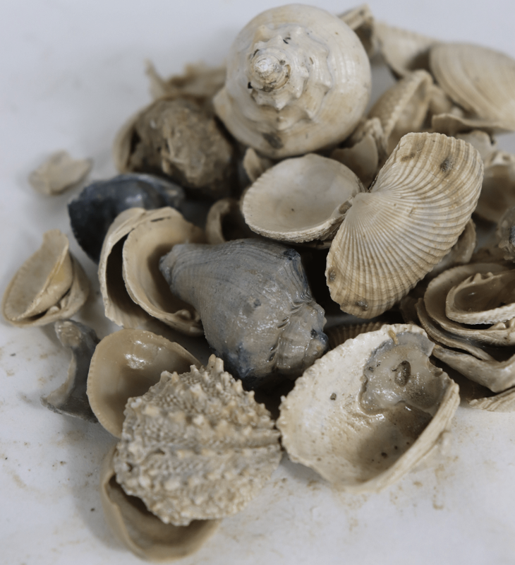 Washed Shells
