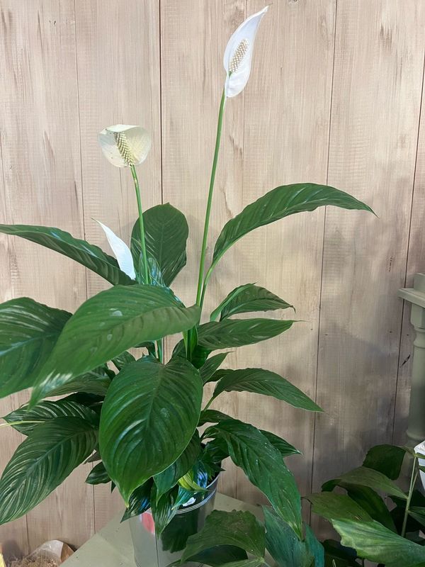 Spathiphyllum