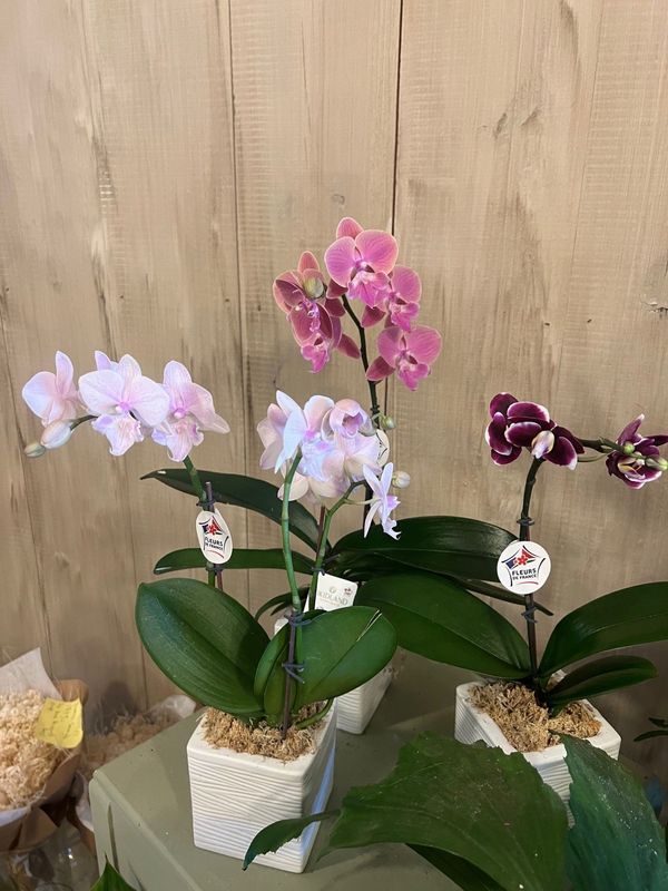 Mini Orchidée