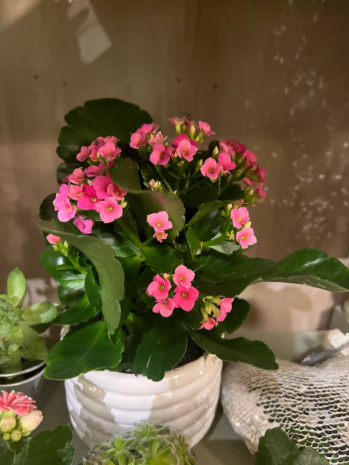 Kalanchoé
