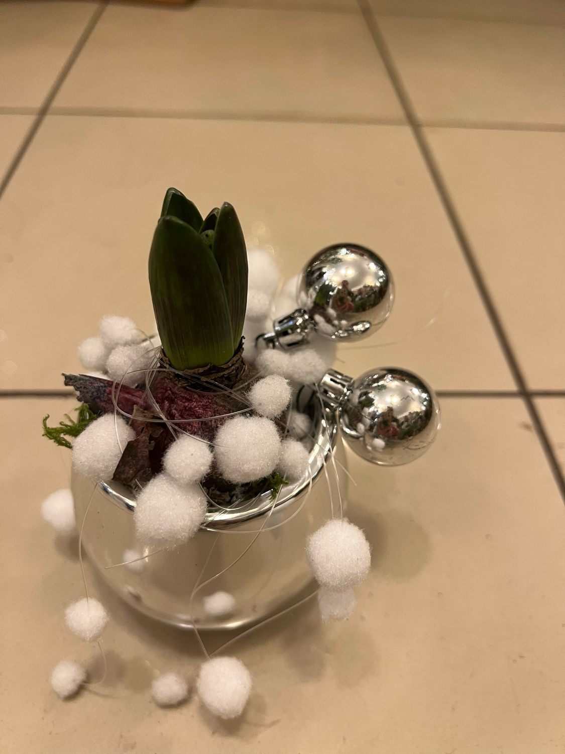 Jacinthes habillées pour les fêtes
