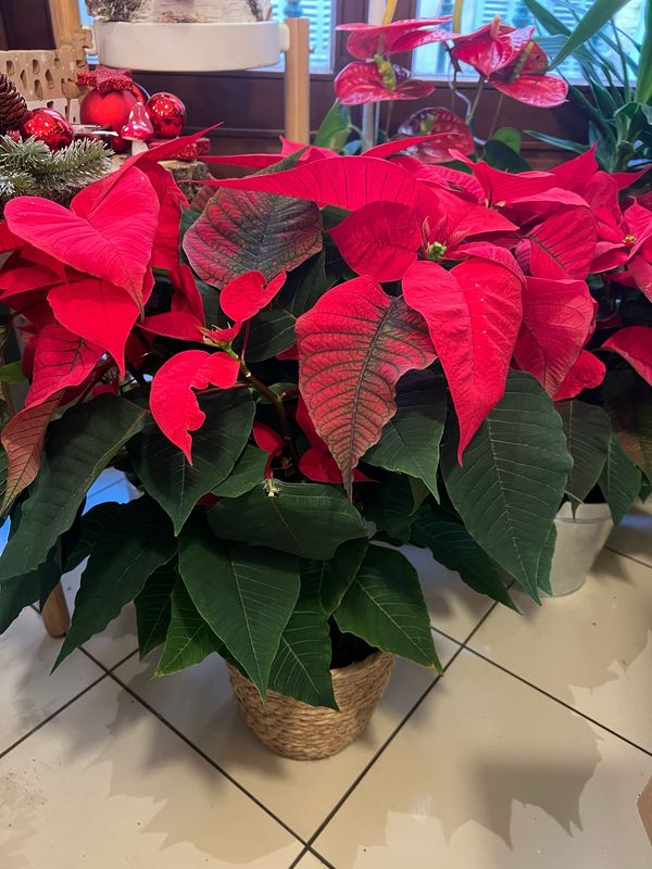 Poinsettia
