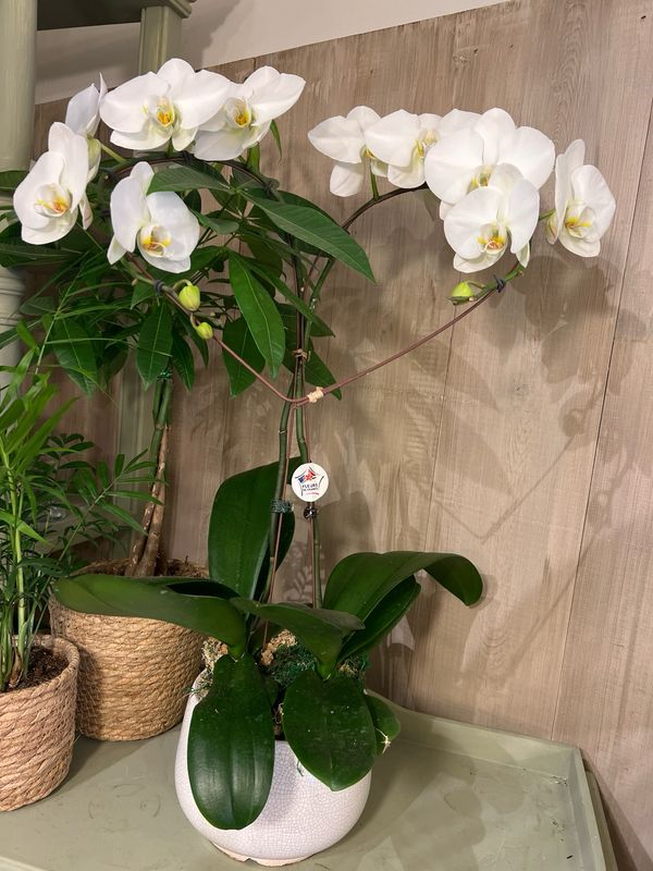 Orchidée prestige en forme de coeur