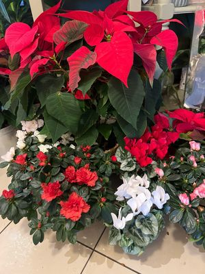 Plantes