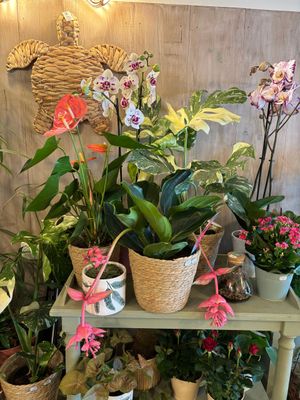 Plantes
