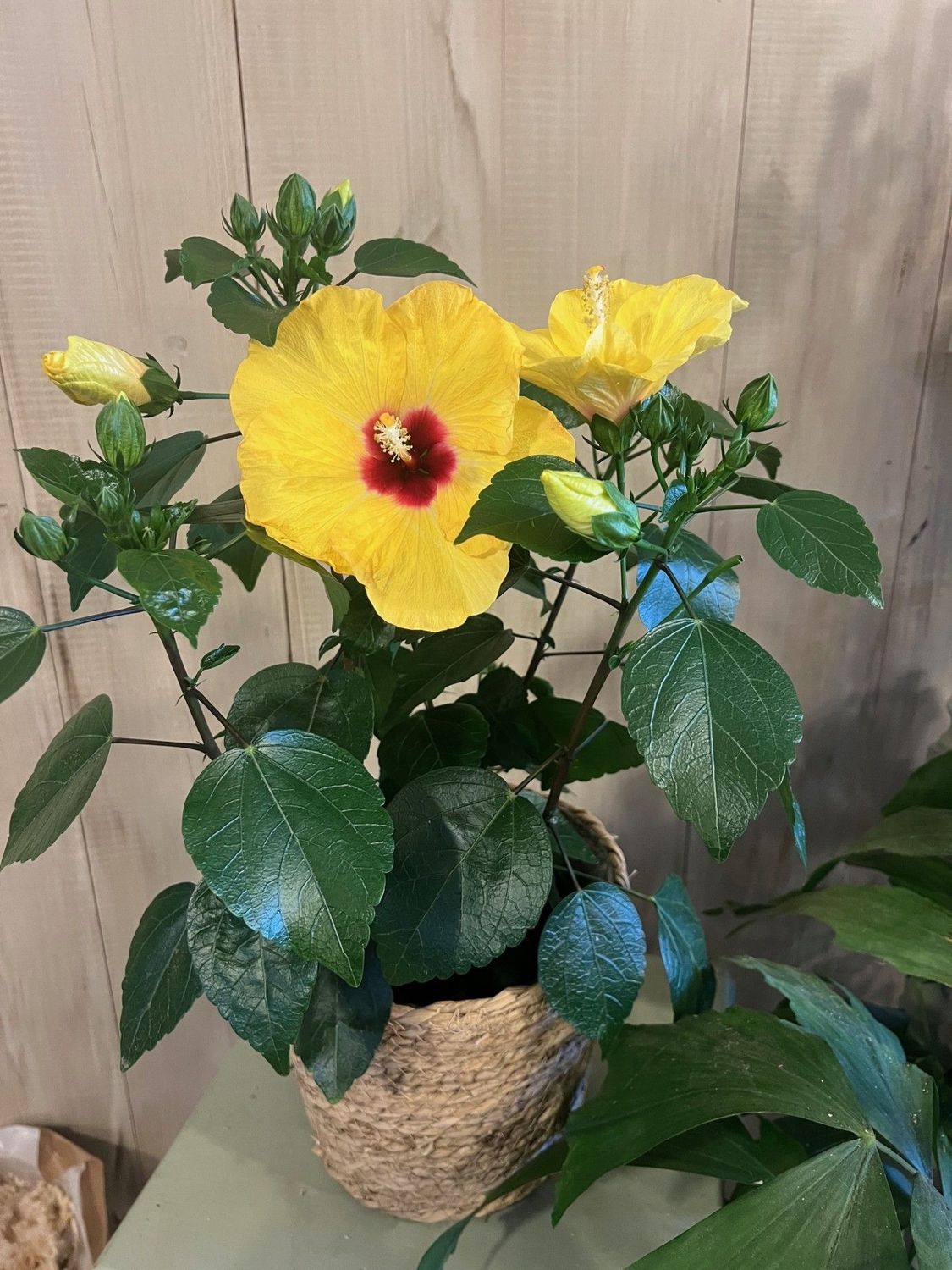 Hibiscus Hibiscus