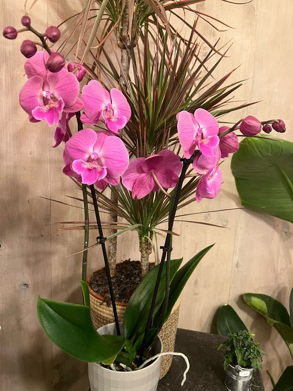 Orchidée Phalaenopsis 2 hampes florales
