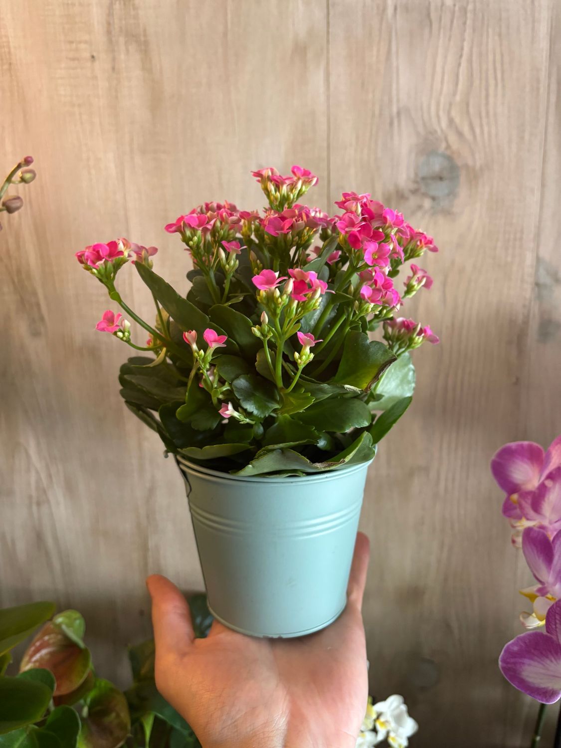 Kalanchoé