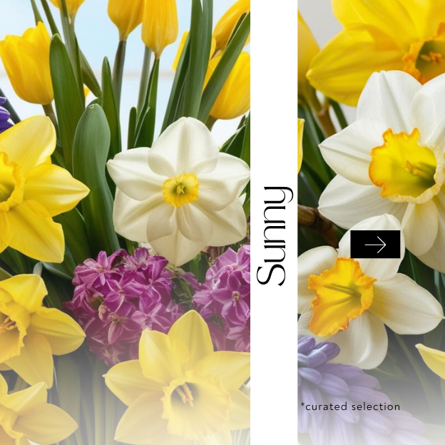 Infuse your space with the radiant energy of spring. This bouquet, featuring vibrant daffodils, crisp white tulips, and delicate grape hyacinths, is a symbol of renewal and optimism.