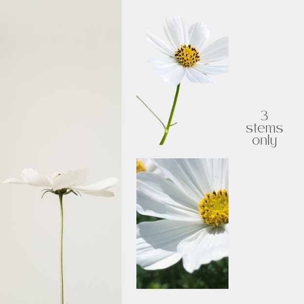 Close-up of fresh cosmos flower bloom with white petals and yellow center