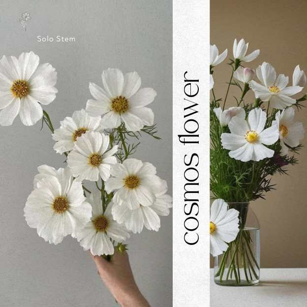Solo Stem Series – three white cosmos flowers styled on neutral background