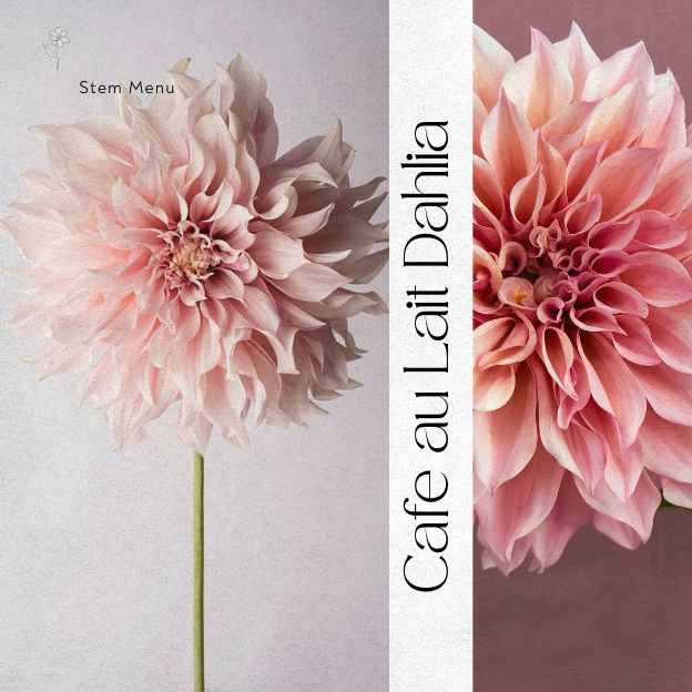Single Dahlia flower stem against cream background – editorial floral product