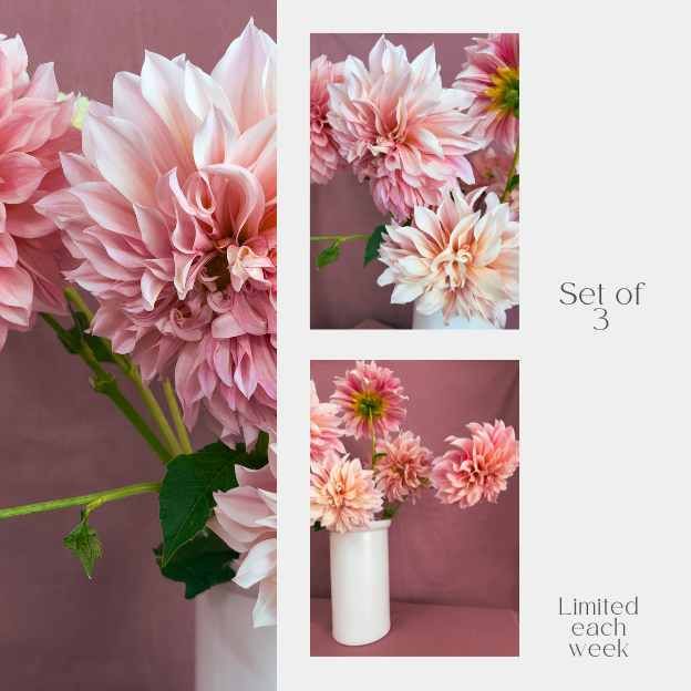 Three cafe au lait dahlia flowers styled for CocoFleur Solo Stem Series – minimalist bouquet