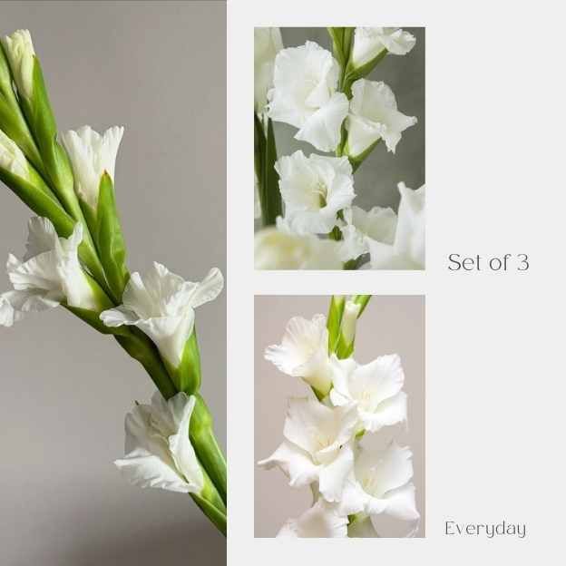 Solo Stem Series – three white Gladiolus flowers styled on neutral background