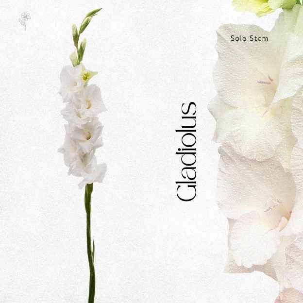 Close-up of fresh gladiolus flower bloom with white petals and Gladiolus stems are tall, architectural.