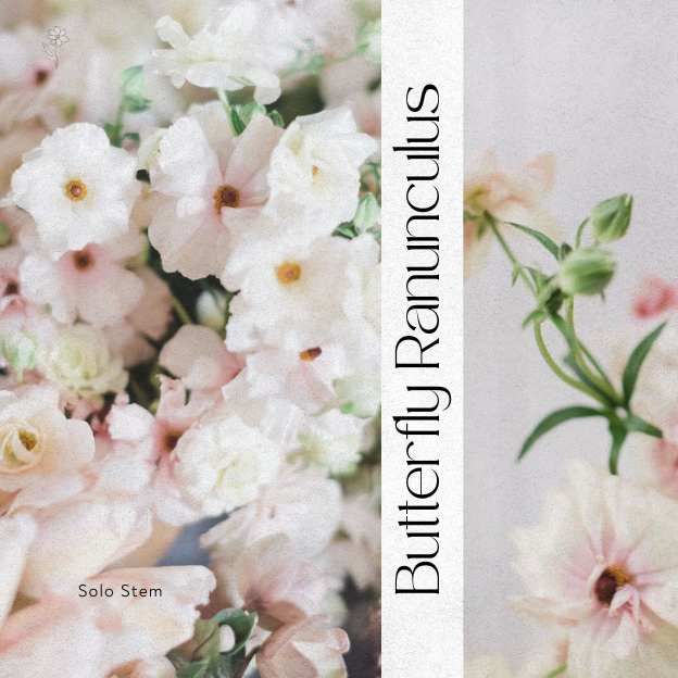 A premium trio of seasonal blush Butterfly Ranunculus, soft as cream and textural appeal.
