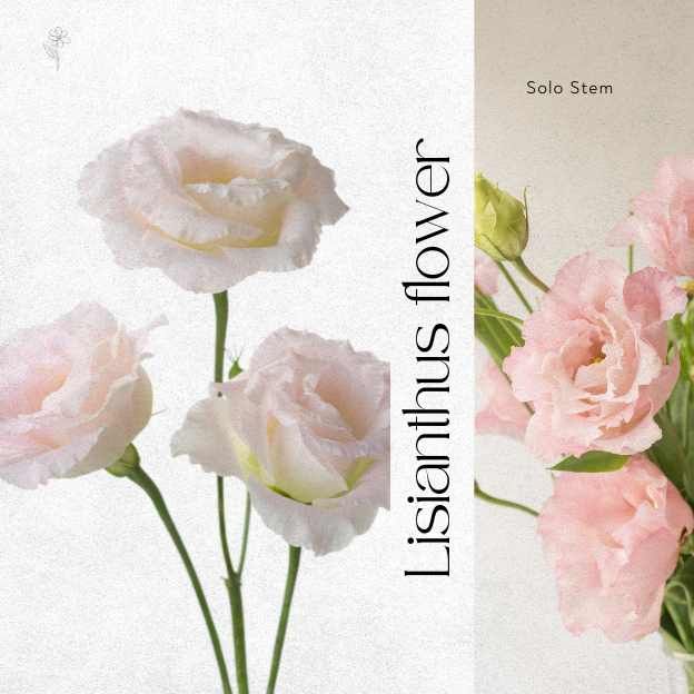 A premium trio of seasonal white Lisianthus, soft and versatile appeal.
