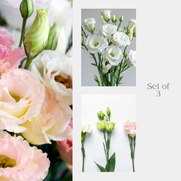 Three Lush Lisianthus flowers styled for CocoFleur Solo Stem Series 