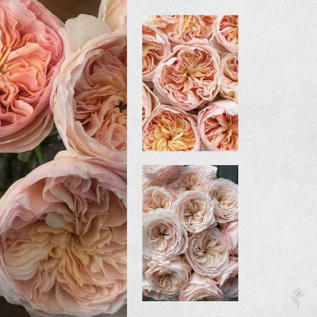 Juliet Garden Rose stems for sale in New York City — Soft Haze collection by Coco Fleur.