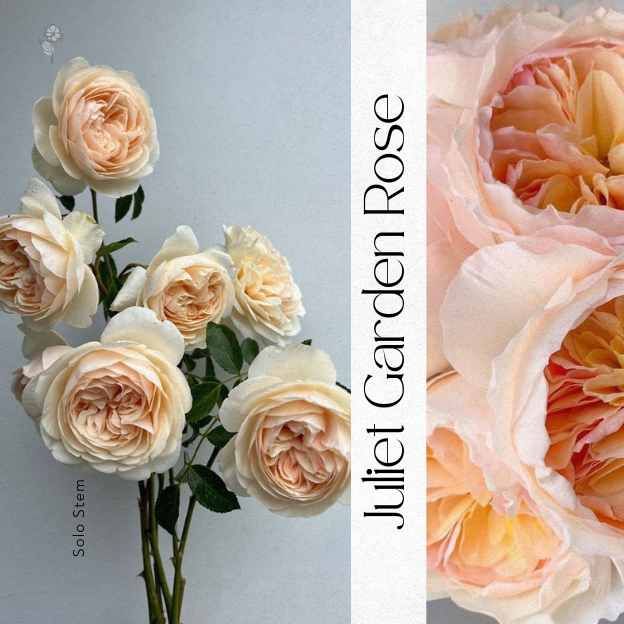 Close-up of Juliet Garden Roses in soft peach blush tones — Coco Fleur’s luxury Juliet Rose stems available in NYC.