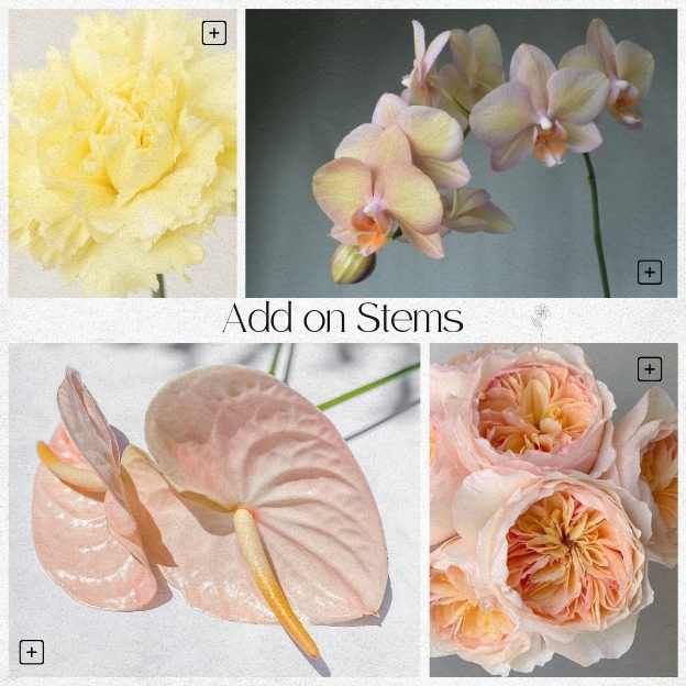 Editorial add-on stems for Coco Story bouquet — Phalaenopsis Orchid, Anthurium, Juliet Garden Rose, Soft Yellow Carnation 