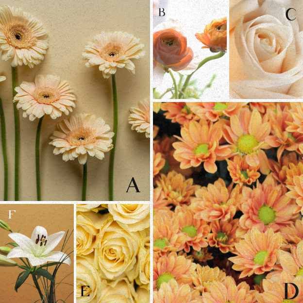 White and green luxury flower collage featuring Anchor, Romance, and Air elements, including Hydrangea, Ranunculus.