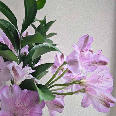 Close-up of lavender alstroemeria petals and glossy winter greens, photographed in soft daylight.