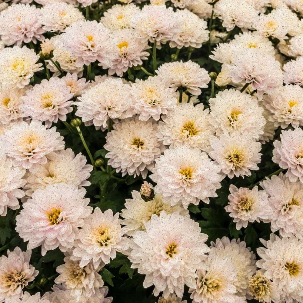 Macro photography of soft white and yellow mum petals, focusing on the organic texture of sculptural winter blooms.