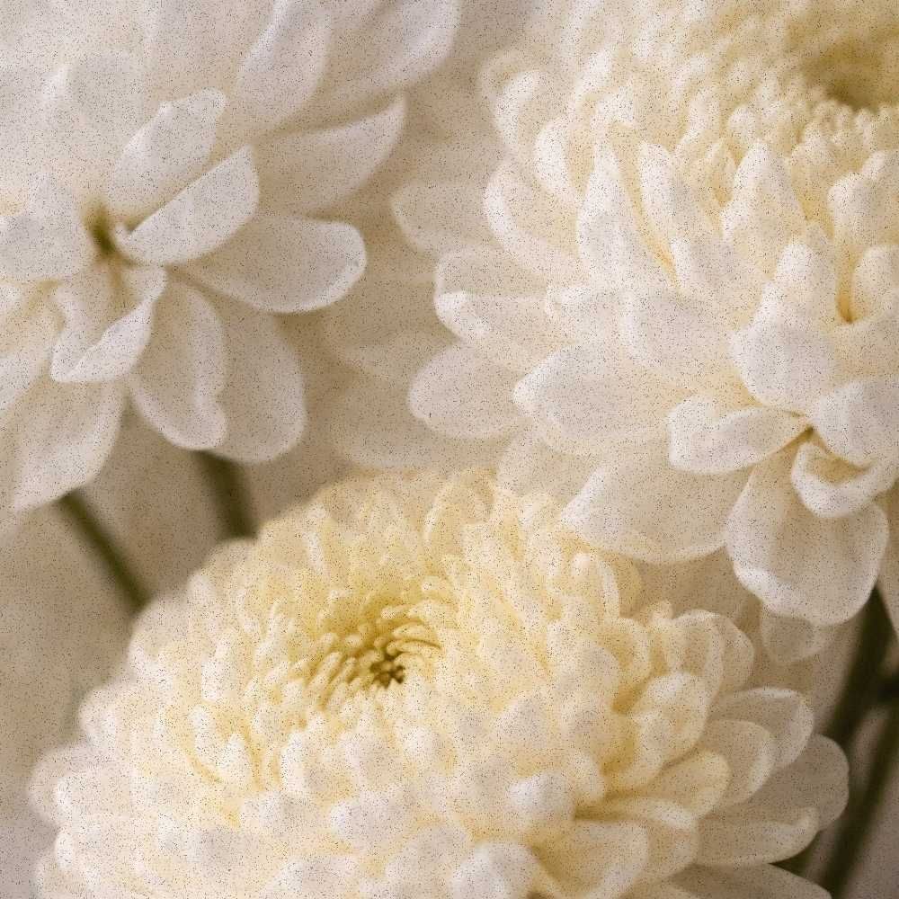 Close-up of a full, hand-held winter mum bouquet in a soft ivory and pale yellow tonal palette.