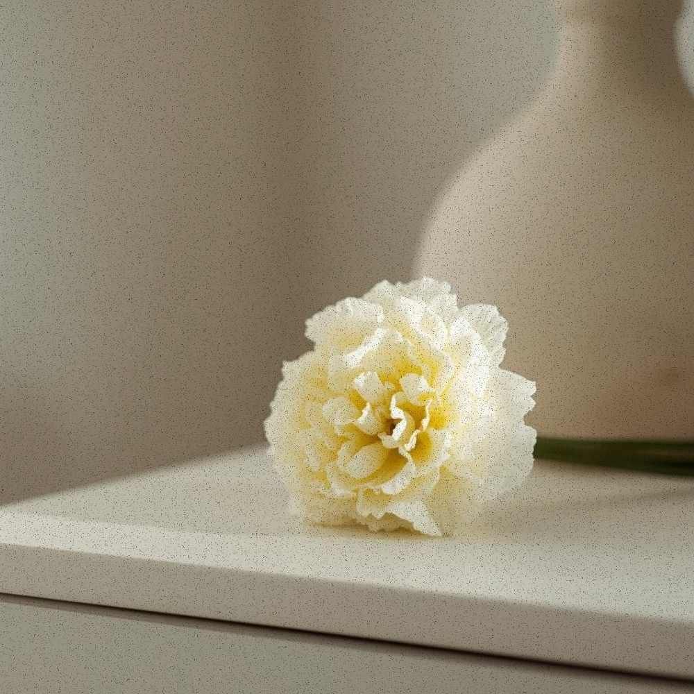Single butter yellow carnation on a white bedside table, soft morning light, minimalist home decor floral ritual.