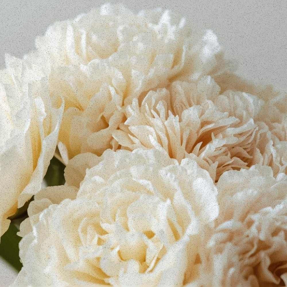 Close-up of a full, ruffled carnation study in cream and pale blush tones, signature Soft Morning collection.