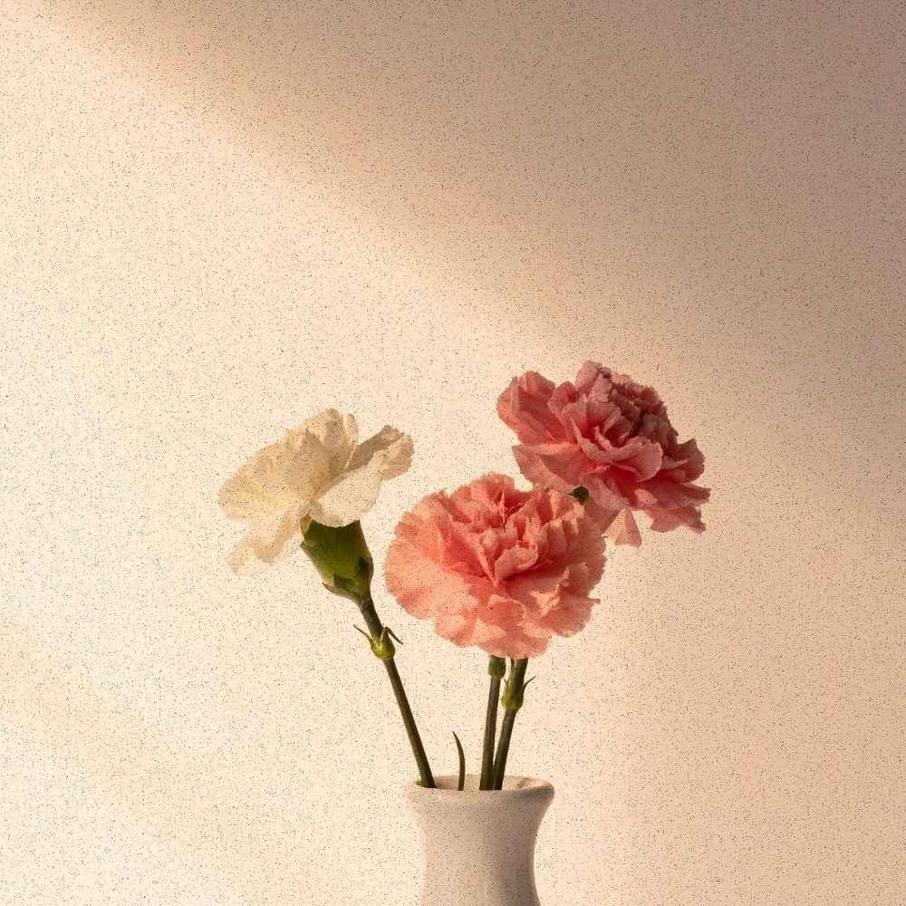 Minimalist carnation stems in a small white ceramic bud vase against a warm neutral wall with soft shadows.