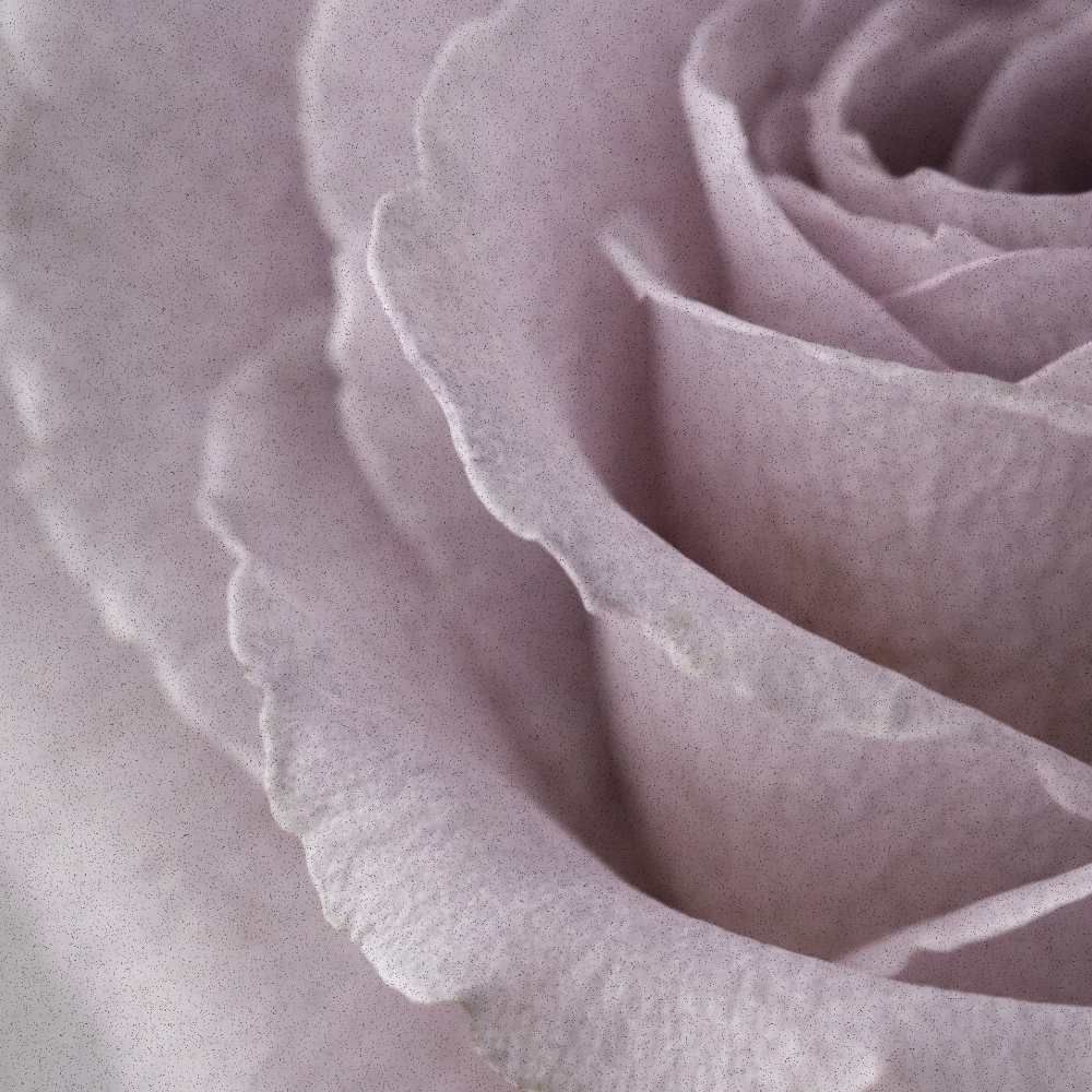 Close-up of a stone-lilac rose petal, highlighting soft texture and muted winter tones.