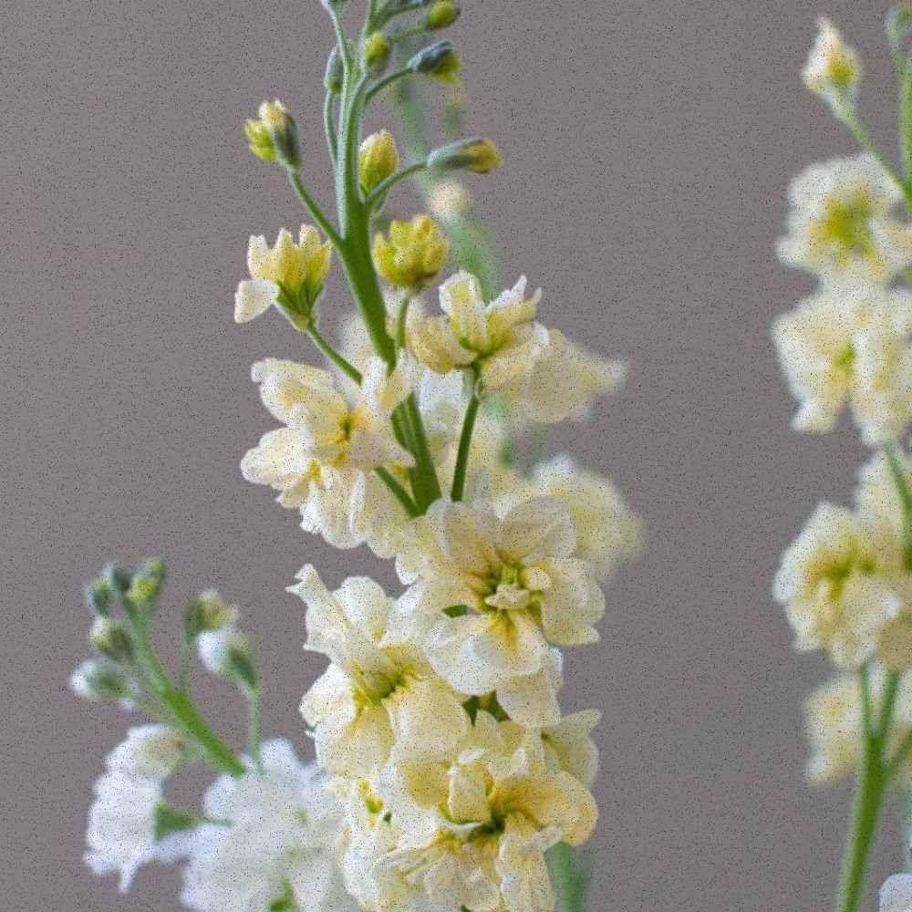 Ease No. 01 — Winter Light