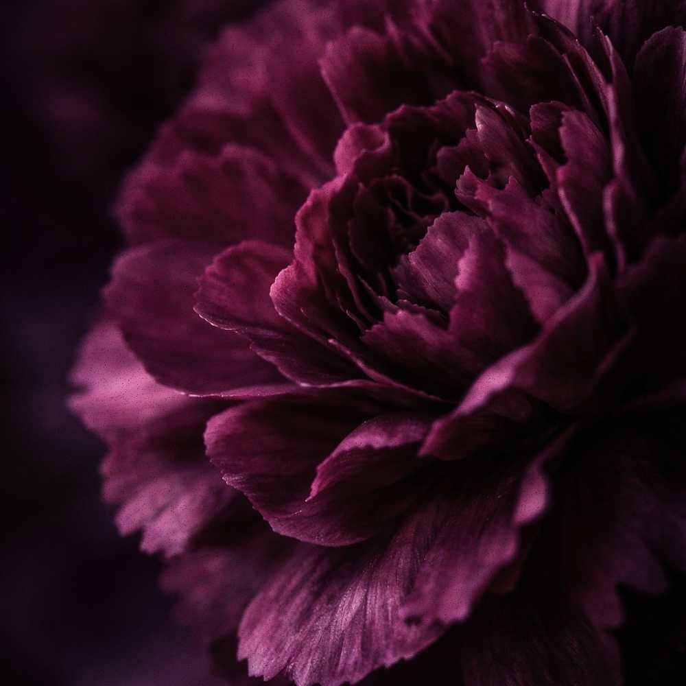 Desire No. 03 — Deep Desire