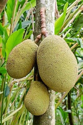 50 Mega Fruit