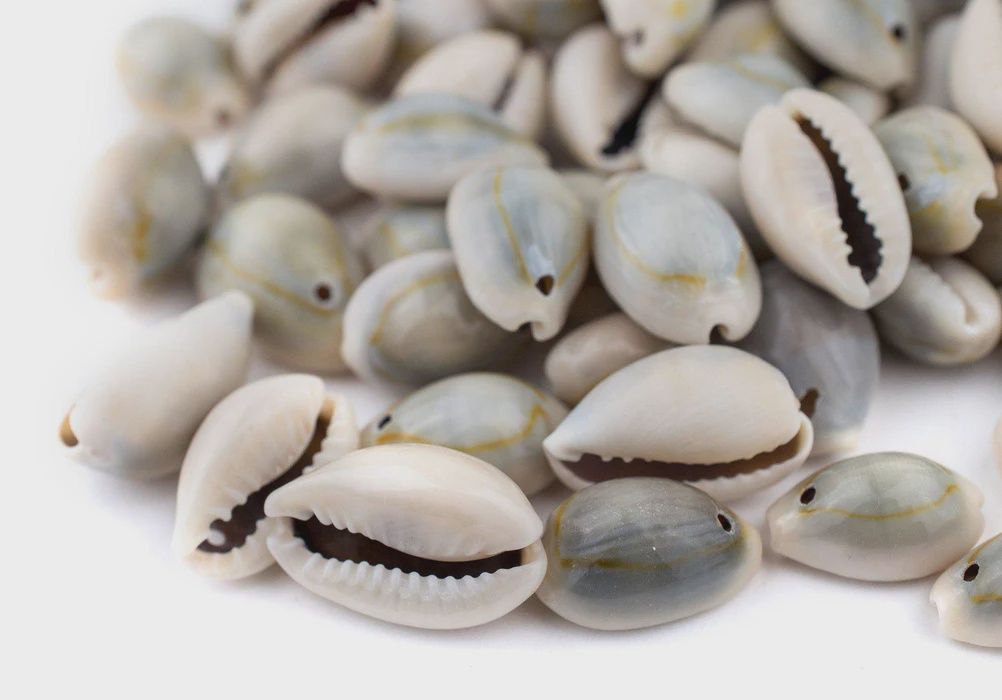 Real roasted Cowrie Shells with Two Drilled Holes
