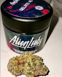 Gelato 41