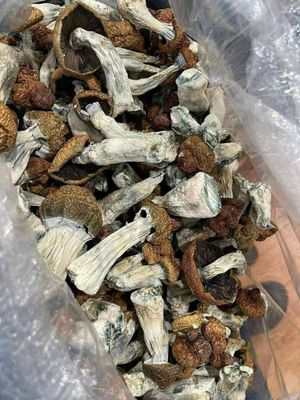 MAGIC MUSHROOM  ⭐️⭐️⭐️⭐️⭐️