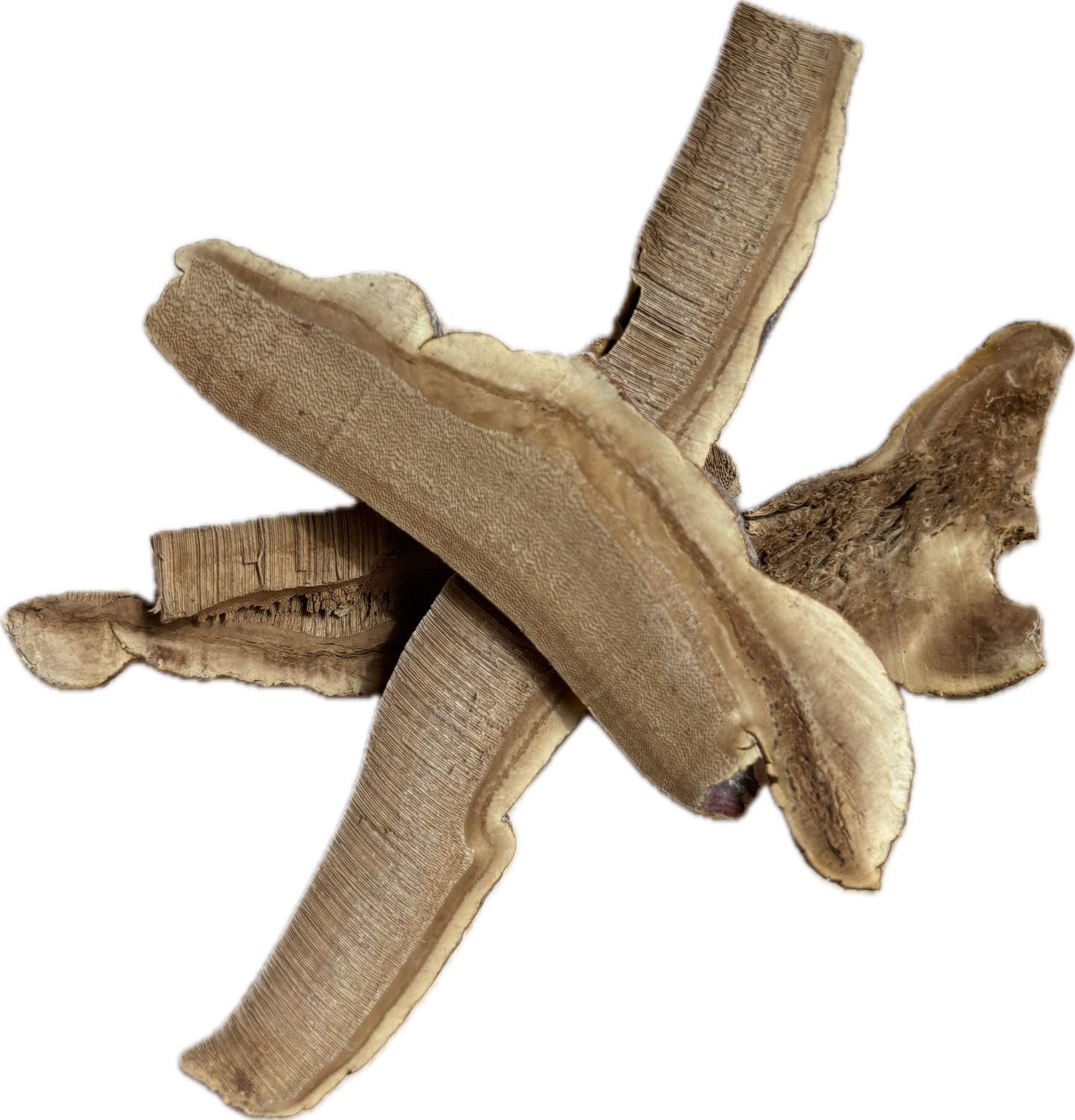 Reishi Mushroom (Cut)