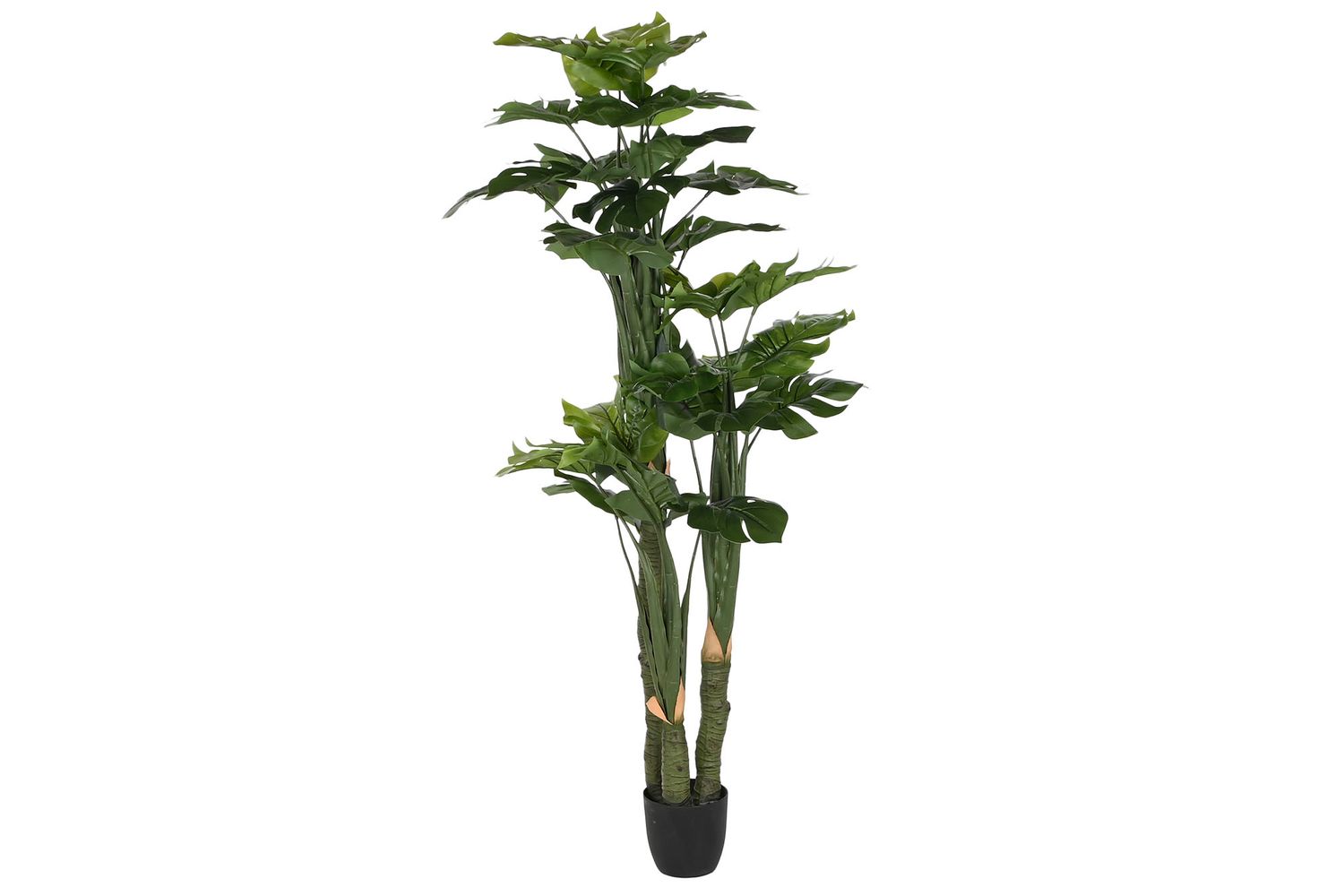 PLANTA MONSTERA VERDE